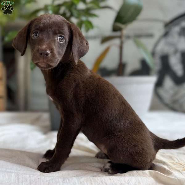 Emma, Chocolate Labrador Retriever Puppy